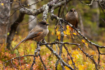 A couple of curious and cute Siberian jays, Perisoreus infaustus, in the middle of colorful autumn foliage on Valtavaara hill near Kuusamo, Northern Finland.
