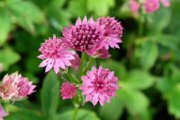 The delicate pink flowers of Astrantia 'Roma' in bloom
