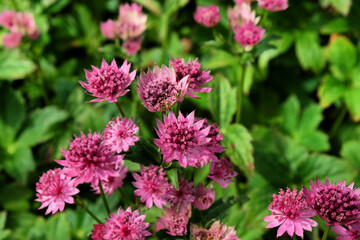 The delicate pink flowers of Astrantia 'Roma' in bloom
