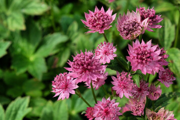 The delicate pink flowers of Astrantia 'Roma' in bloom