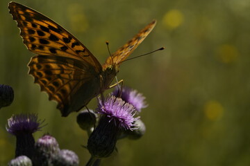 Nymphalidae Issoria lathonia in natural habitat