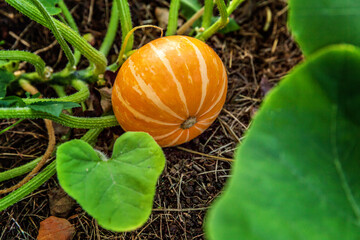 Big orange pumpkin growing on bed in garden, harvest organic vegetables. Autumn fall view on...