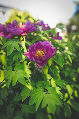 pink and purple flowers