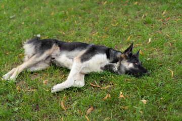 Naklejka na ściany i meble The dog lies on the grass