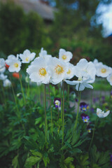 white flowers in the garden