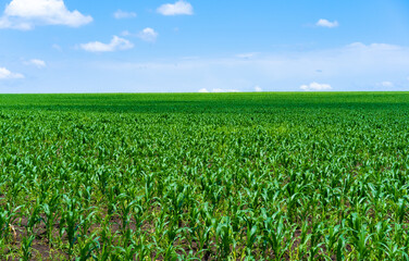 Fototapeta na wymiar Field with growing corn, against the background of the sky