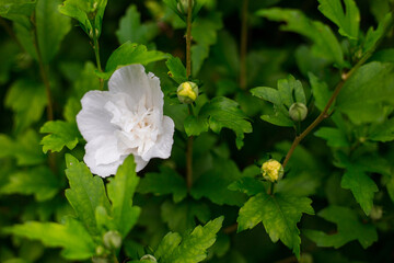 Beautiful white big hibiscus flower on green nature background. Hibiskus syriacus flower closeup, White flowers are in full bloom © mdyn