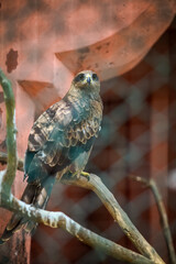 closeup portrait of big adult bald eagle sitting on big tree branch behind lattice