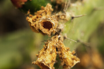 Close up of a cactus with spines and funnels