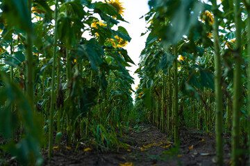 Blooming sunflowers on a sunflower field