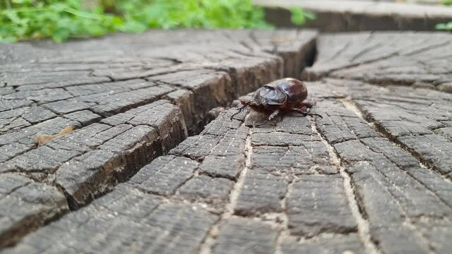 a great tropical rhinoceros beetle, Xylotrupes gideon, view of hole beetle and head, several takes.