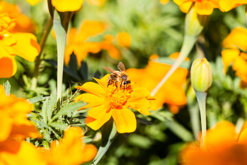 Bee on a flower