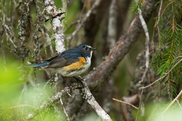 A beautiful male Red-flanked bluetail (Tarsiger cyanurus) in the middle of an old hillside coniferous taiga forest near Kuusamo, Northern Finland. 
