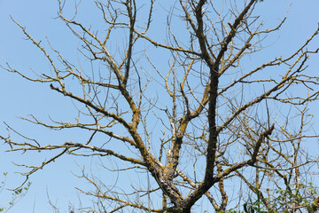 Elms without leaves, native trees of the Natural Park of s'Albufera