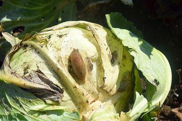 Slug on a cabbage swing in the garden.