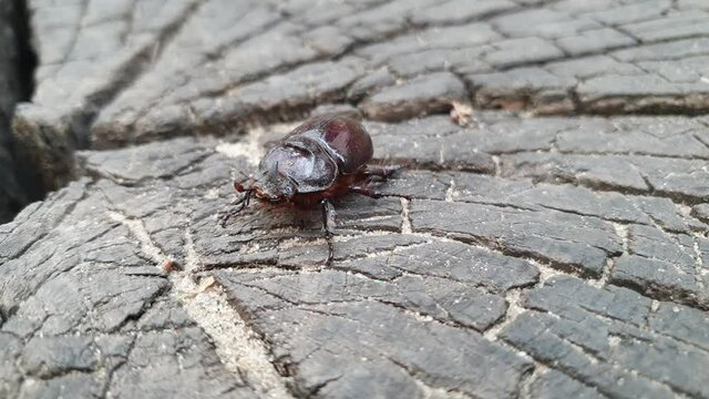 a great tropical rhinoceros beetle, Xylotrupes gideon, view of hole beetle and head, several takes.