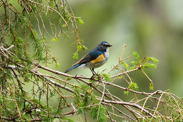 A beautiful male Red-flanked bluetail (Tarsiger cyanurus) in the middle of an old hillside coniferous taiga forest near Kuusamo, Northern Finland. 