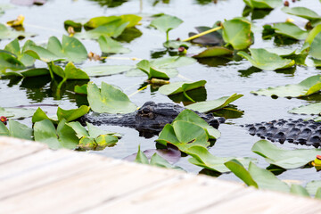 The perfect hunter: alligator hides under the water surface behind plants
