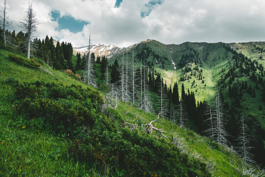 mountain Furmanov peak in summer landscape with dead trunks of fir in Almaty, Kazakhstan, Zailiysky ridge Alatau, Kimasar gorge.