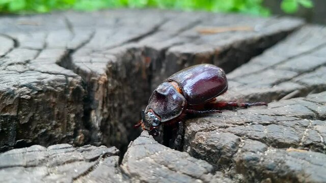 a great tropical rhinoceros beetle, Xylotrupes gideon, view of hole beetle and head, several takes.