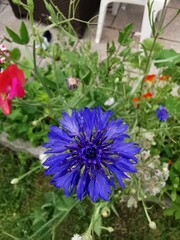 Obraz premium purple flower in the garden