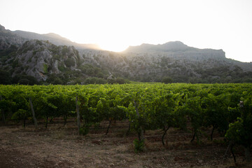 Vineyards in Mallorca Island located in the north in the island