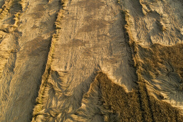 A ripe and golden crop fiield after heavy winds and rain in Estonian countryside, Northern Europe.