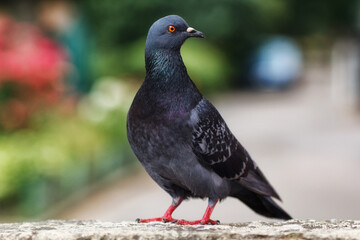 One pigeon close-up, a bird close-up