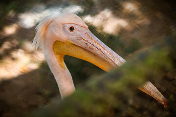closeup portrait of adult pink pelican behind green lattice in zoo