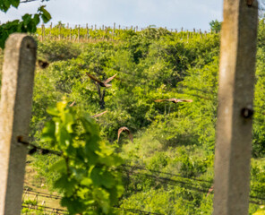 Fototapeta na wymiar Birds in a vineyard