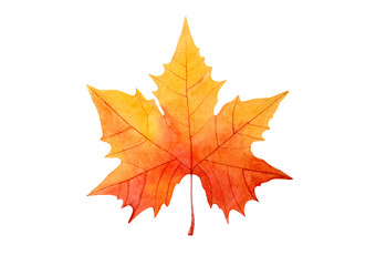 Naklejka na ściany i meble Watercolor hand drawn illustration of autumn Maple Leaf. Isolated objects on white background. For creating various autumn fall designs