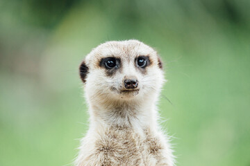 ミ―アキャットの可愛いポートレート meerkat