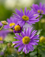 Fototapeta premium Flowers