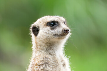 Naklejka na ściany i meble ミ―アキャットの可愛いポートレート meerkat
