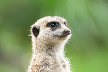 ミ―アキャットの可愛いポートレート meerkat