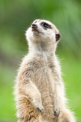 ミ―アキャットの可愛いポートレート meerkat