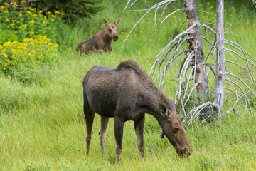 Moose in the Colorado Rocky Mountains. Cow and Calf