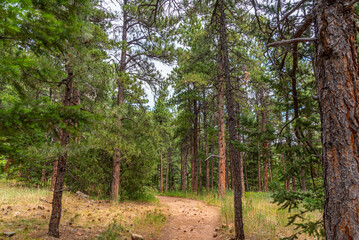 Fototapeta na wymiar Hiking path through woods with evergreen trees in summer