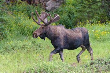 Naklejka na ściany i meble Moose in the Colorado Rocky Mountains
