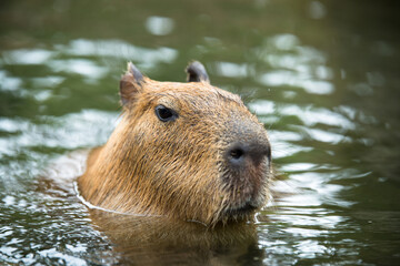 カピバラが水の中にいる