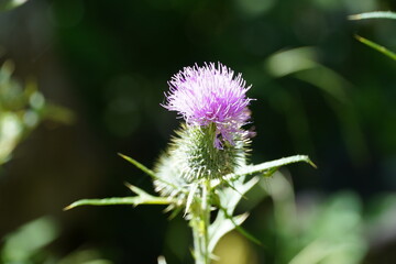 Blume Blüte Sommer Pflanze farbenfrohe Natur
