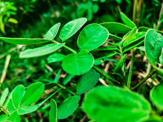 green leaves of the ground