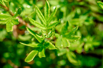 Fototapeta na wymiar Dew on a bright green bush. Drops of water on a green bush