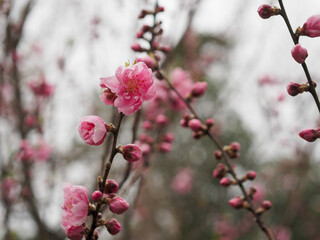 桃の花