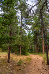 Hiking path through woods with evergreen trees in summer