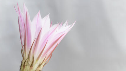 white pink Cactus Flower Echinopsis Eyriesii
