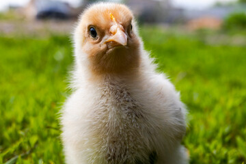 Yellow chick on green grass. Close up bird chick. Domestic chicken