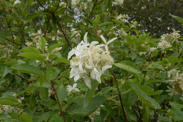 Summer Flowering White Flowers of a Hydrangea paniculata 'Great Star' in a Woodland Garden in Rural Devon, England, UK