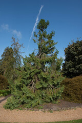 Early Autumn Foliage of a Taiwan Cedar, Taiwania or Coffin Tree (Taiwania cryptomerioides) with a Bright Blue Sky Background in a Garden in Rural West Sussex, England, UK