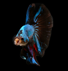 Betta Siamese fighting fish, Rhythmic of betta fish (halfmoon dark blue dragon) isolated on black background. Open mouth and swimming. Moving and dancing concept.